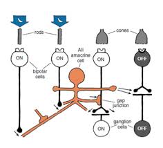 Cells | Free Full-Text | Transience Of The Retinal Output Is Determined By  A Great Variety Of Circuit Elements