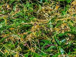 Image result for Cuscuta hyalina