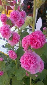 Pin On Gardening