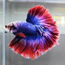 Live Betta Fish Halfmoon Male Hmpk A27 Ebay Betta Fish Fish Betta