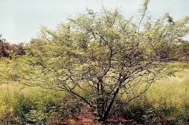 Image result for Mimosa pigra