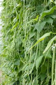 Image result for Vigna oblongifolia