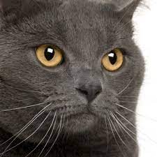 Close Up Of A Chartreux 3 Years Old Chartreux Cat Cat Breeds Cats And Kittens