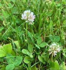 Use them in commercial designs under lifetime, perpetual & worldwide rights. Photos And Names Of Local Wisconsin Wildflowers