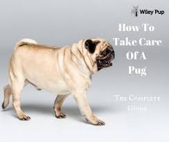 Pugs have an advantage over many other breeds when it comes to kids because due to their size, they are pugs, particularly when they are puppies, can be injured if thrown or dropped from the height of pugs don't respond at all well to abusive or aggressive treatment. How To Take Care Of A Pug 2021 Reviewed Go Pup