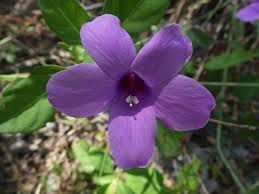 Image result for Barleria mackenii