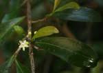Image result for Erythroxylum emarginatum