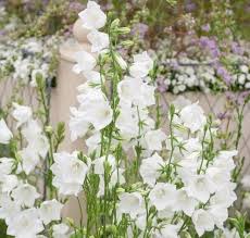 Peach Leaved Bellflower Alba Campanula Persicifolia Sends Up Sturdy Stems In Early Summer Which Bear Large G White Flowers Flowers Perennials Flower Farm