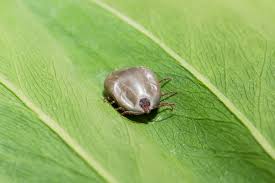 Do you know the proper way to remove a tick that's attached to your body? Tick Discovery Highlights How Few Answers We Have About These Pests In The U S Scientific American