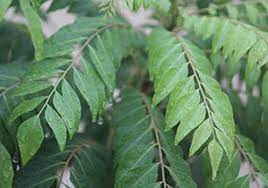 Curry leaves are aromatic in nature having characteristic aroma, leaves of curry leaves are shiny and smooth with paler undersides. Curry Leaves The Epicentre