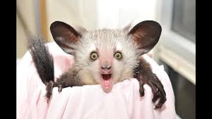 See more ideas about funny animals, animals, cute animals. True Facts About The Aye Aye Youtube