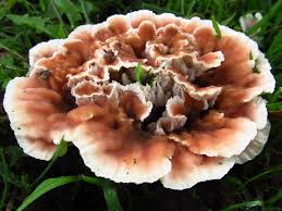 Image result for Polysphaeria ribauensis