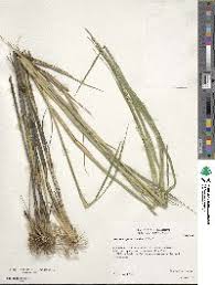 Image result for Setaria geminata