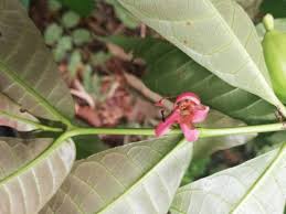 Image result for Massularia