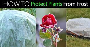 How to save flowers from frost. Frost Protection How To Protect Plants From Frost