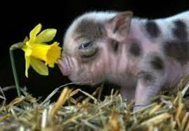 Lustige Schweine Bilder Niedliche Ferkel Schweine Bilder Tierbabys Bilder