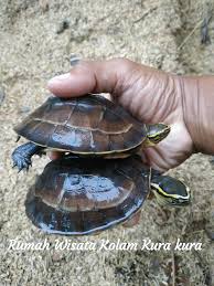 Kura Kura Ambon Ceper Pare Kediri Sudah Rumah Kura Kura Pare Facebook