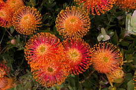 Image result for Leucospermum