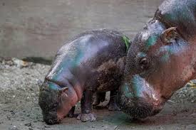 Get premium, high resolution news photos at getty images A Question Of Taste In Thai Contest To Name Baby Pygmy Hippo