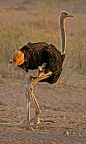 Rhea Bird Eggs For Sale Ostrich Ostriches Animals Beautiful Wildlife Animals