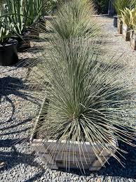 Image result for Dasylirion