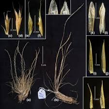 Image result for Tripogon