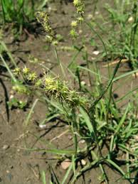 Image result for Cenchrus unisetus