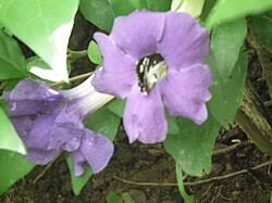 Image result for Thunbergia bogoroensis