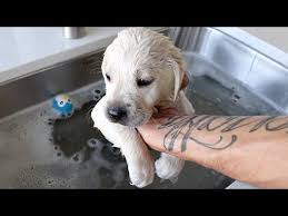 Bathing routine for puppies and the supplies you need. Labrador Puppies Have Their First Bath Ever Youtube