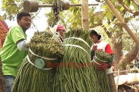 Bila tak diurus dengan baik, tanah yang subur pun jalur irigasi selalu menjadi penyangga utama untuk mengatasi masalah pengairan di lahan perkebunan dan pertanian. Sewa Lahan Solusi Bertani Meski Tak Punya Lahan Benih Pertiwi