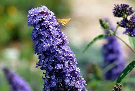 Butterfly Bush Purple Purple Flowers Purple Butterfly Bush