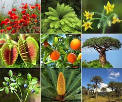 Plantas Autótrofos