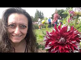 48 KINDS DINNERPLATE DAHLIA