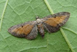 Image result for Eupithecia icterata