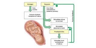 Image result for Labor Induction