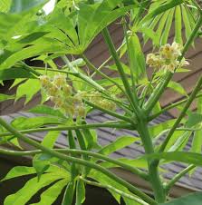 Image result for Manihot grahamii