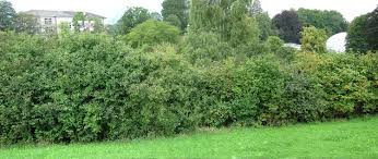 Bildergebnis fÃ¼r hecke