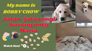 all about Bobby chow 🐕