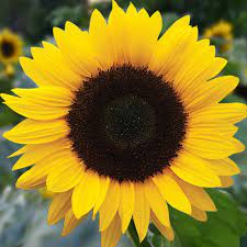 Sunflower farm, cumberland center, me. Sunflower Large Flowered Helianthus Annuus De Bolster Organic Seeds