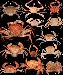 Image result for Brachychloa