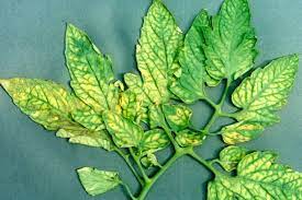 Young leaves at the top of the tomato plant keep their green color. Tomatoes Magnesium Deficiency Epsom Salts Cure
