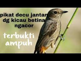 Anis kembang (ak) termasuk burung monomorfik, yaitu antara burung jantan dan burung betina memiliki penampilan fisik yang tampak serupa. Kicau Decu Betina Birahi Untuk Pikat Youtube