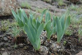 Image result for Schizocarphus nervosus