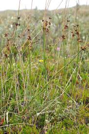 Image result for Juncus balticus