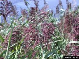 Image result for Phragmites