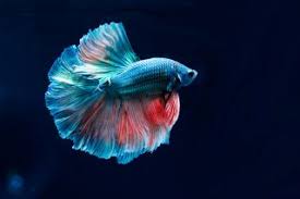 Betta Fish The Beautiful And Very Popular Siamese