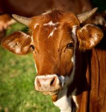 Жамбылдан 1,6 мың тонна ет 8 елге экспортталды