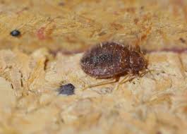 Bed Bug Black Bugs In Hair Pictures Owner Of Hoboken Senior Housing Blasts Bed Bug Lies Bed Bugs Bed Bugs Infestation Hoboken