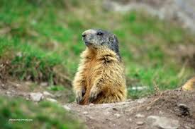 #marmotte #marmota marmota #montagne #pyrénées #wildlife #mountains. Sentier Des Marmottes Vercorin Valais Balade Loisirs Ch