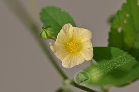 Image result for Sida chrysantha